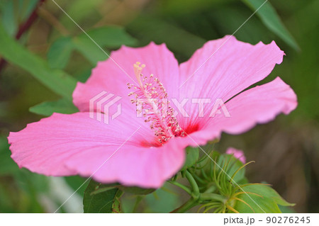 ブッソウゲ 90276245