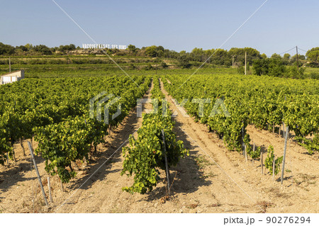 Typical vineyard near Vacqueyras, Cotes du Rhone, France 90276294