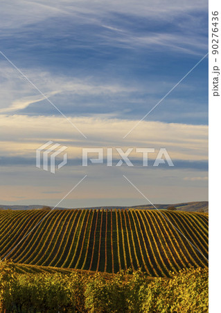 Autumn vineyard near Velke Bilovice, Southern Moravia, Czech Republic Autumn vineyard near Velke Bilovice, Southern Moravia, Czech Republic 90276436