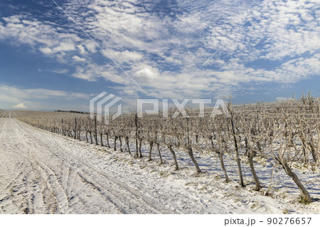 Winter vineyard near Mikulov, Palava region, Southern Moravia, Czech Republic Winter vineyard near Mikulov, Palava region, Southern Moravia, Czech Republic 90276657