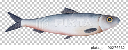 Little sea fish watercolour illustration (atlantic herring, sardine, sprat). Silver  scales, yellow eye, grey fins and tail. Handdrawn water color sketchy drawing, cutout clipart element for design. 90276682