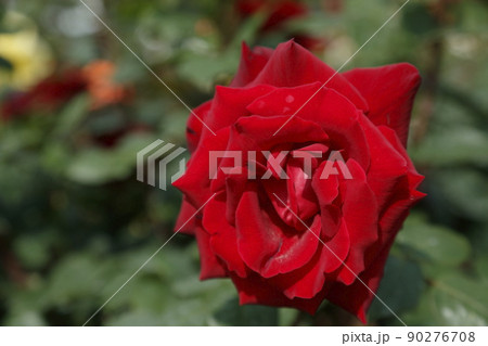 荒尾市 おもやい市民花壇 バラの花、 荒尾市 おもやい市民花壇 バラの花、 90276708