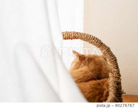 籠の中で眠る猫 茶トラ猫 籠の中で眠る猫 茶トラ猫 90276767