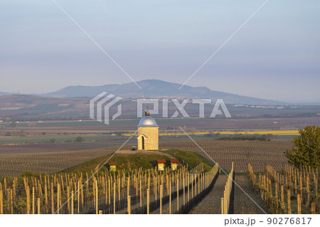 Vineyards near Velke Bilovice with Palava in Southern Moravia, Czech Republic 90276817