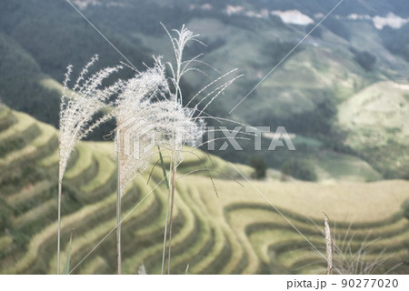中国桂林にある棚田　秋頃の風景 90277020