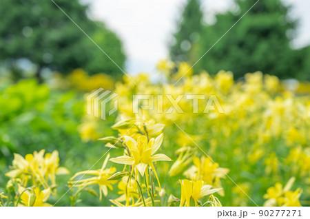 セイヨウオダマキ 90277271