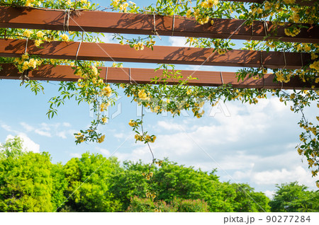 青空と黄色いモッコウバラ 90277284