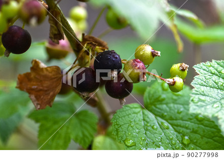 Close-up of unripe and ripe blackcurrants on a branch in a garden plot 90277998