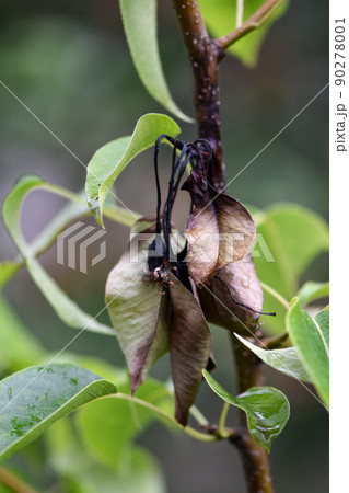 A diseased fruit tree, a dying pear tree from a fire blight on a garden plot A diseased fruit tree, a dying pear tree from a fire blight on a garden plot 90278001