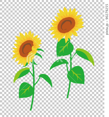 花が咲いた2本のひまわり 90279255