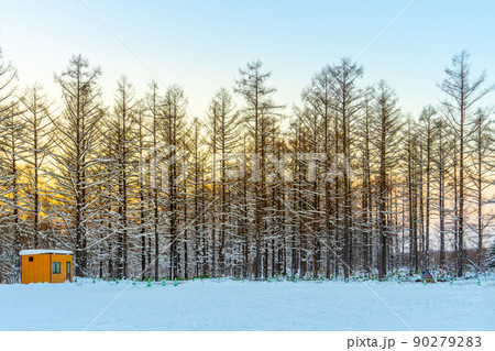 Winter forest on sun and tree in snow Winter forest on sun and tree in snow 90279283