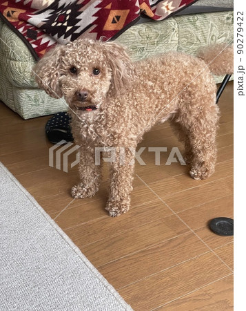 僕は何をしようかな？ 90279422