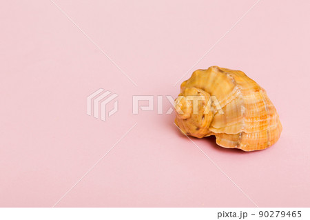 Beach seashells on colored background. Mock up with copy space Beach seashells on colored background. Mock up with copy space 90279465
