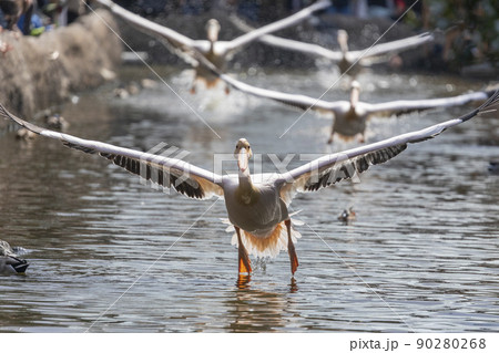 水面を飛ぶモモイロペリカン 90280268
