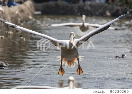 水面を飛ぶモモイロペリカン 90280269