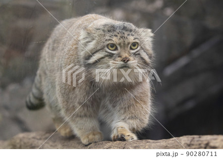 マヌルネコ 90280711