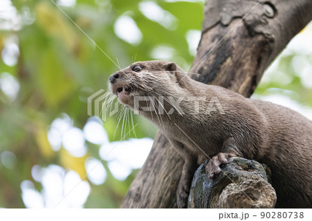 木の上のコツメカワウソ 木の上のコツメカワウソ 90280738