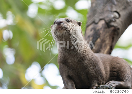 木の上のコツメカワウソ 90280740