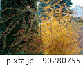 Yellow bush with berries after autumn frosts 90280755