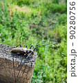large beetle on wood fence 90280756
