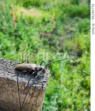 large beetle on wood fence 90280756
