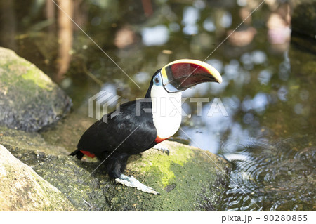 シロムネオオハシ 90280865