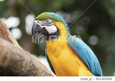 ルリコンゴウインコ 90280866