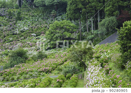 あじさいの花咲く服部農園 千葉県 あじさいの花咲く服部農園 千葉県 90280905