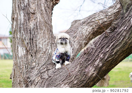 木の上にいる犬 木の上にいる犬 90281792