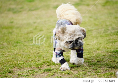 風に耐えてドッグランで歩く犬 90281804