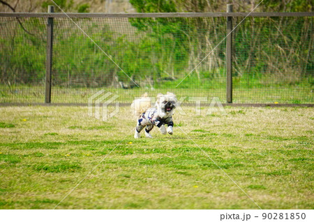 広いドッグランで走る犬 90281850