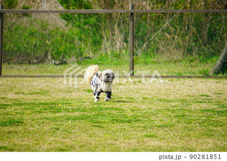 広いドッグランで走る犬 広いドッグランで走る犬 90281851