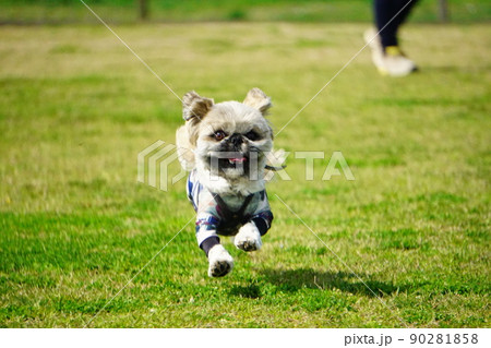 ドッグランでジャンプして走る犬 90281858