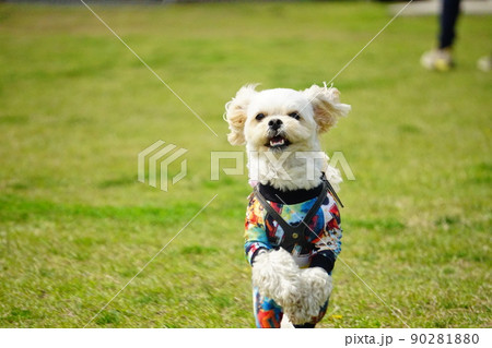 ドッグランで走る犬 ドッグランで走る犬 90281880