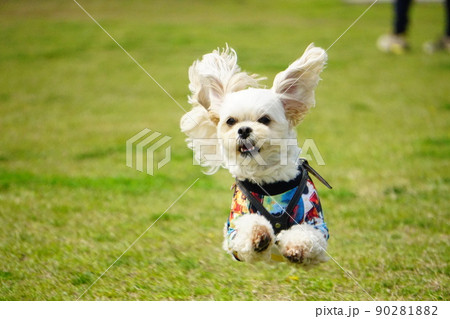 ドッグランでジャンプして走る犬 ドッグランでジャンプして走る犬 90281882
