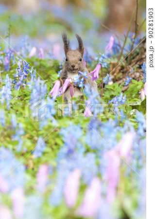 妖精さん 90281903