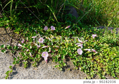 ハマヒルガオ 90282036