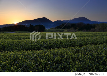 鳥取県の伯耆大山の日の出と茶畑 鳥取県の伯耆大山の日の出と茶畑 90282287
