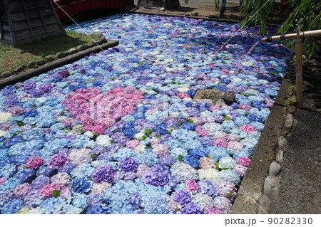 松前藩屋敷の浮き紫陽花 90282330