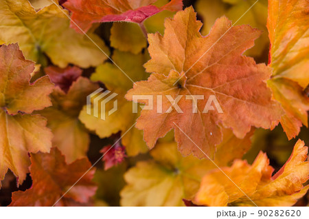 鮮やかなヒューケラの葉 90282620