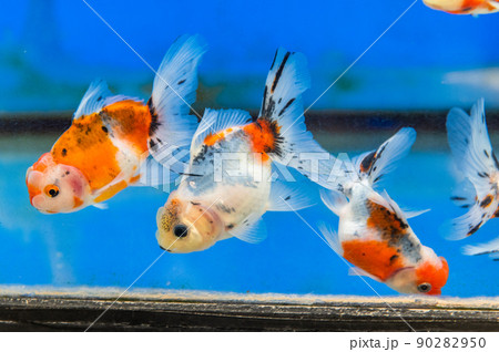 金魚 金魚 90282950