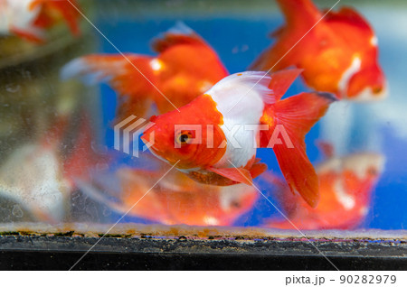 金魚 90282979