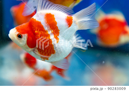 金魚 90283009