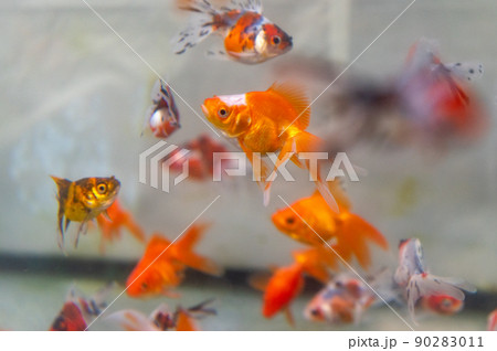 金魚 90283011