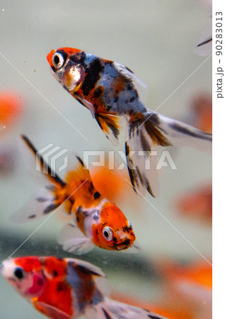 金魚 90283013