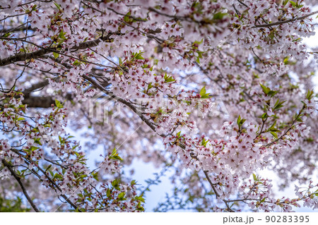 桜咲く 90283395
