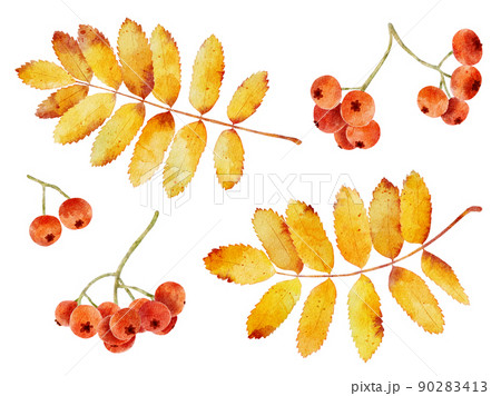 Set of watercolor autumn leaves and rowan berries isolated on white background. 90283413