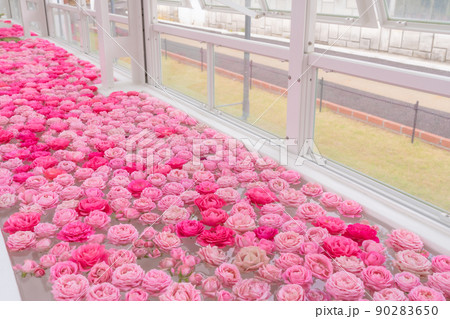 東山動植物園の温室前館に浮かぶ花、フローティングフラワー〈愛知県名古屋市〉 90283650