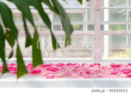 東山動植物園の温室前館に浮かぶ花、フローティングフラワー〈愛知県名古屋市〉 東山動植物園の温室前館に浮かぶ花、フローティングフラワー〈愛知県名古屋市〉 90283653