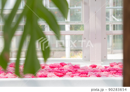 東山動植物園の温室前館に浮かぶ花、フローティングフラワー〈愛知県名古屋市〉 東山動植物園の温室前館に浮かぶ花、フローティングフラワー〈愛知県名古屋市〉 90283654